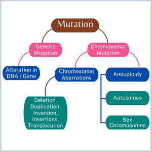 A diagram showing the different types of mutations that can occur in cells. Mutations can be caused by a variety of factors, including errors in DNA replication, exposure to chemicals or radiation, and aging.